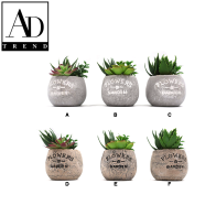 AD TREND - VASO+PIANTE GRASSE