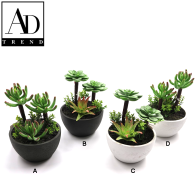 AD TREND - VASO+PIANTA GRASSA ASSORTITO 4 MODELLI  2 COLORI  DIAM. CM10x H CM.15,5