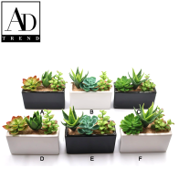 AD TREND - VASO+PIANTA GRASSA ASSORTITO 3 MODELLI 2 COLORI CM 14,5x6,5x8