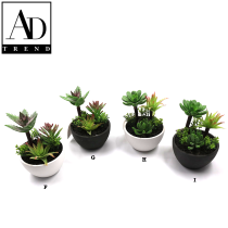 AD TREND - VASO+PIANTA GRASSA ASSORTITO 4 MODELLI  2 COLORI  DIAM. CM10x H CM.15,5