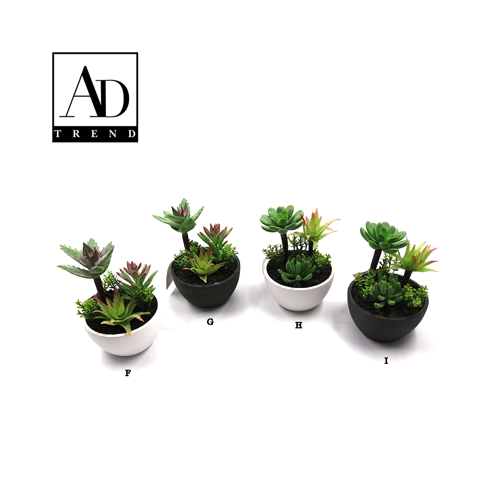 AD TREND - VASO+PIANTA GRASSA ASSORTITO 4 MODELLI 2 COLORI DIAM. CM10x H CM.15,5 AD TREND - VASO+PIANTA GRASSA ASSORTITO 4 MODELLI 2 COLORI DIAM. CM10x H CM.15,5